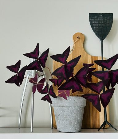 Klöverblomma placerade i en kruka på en stringhylla i ett kök.