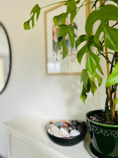 Grön växt i en grön Bergs Potter kruka med en skålar av snäckor, en Housedoctorspegel i bakgrunden.